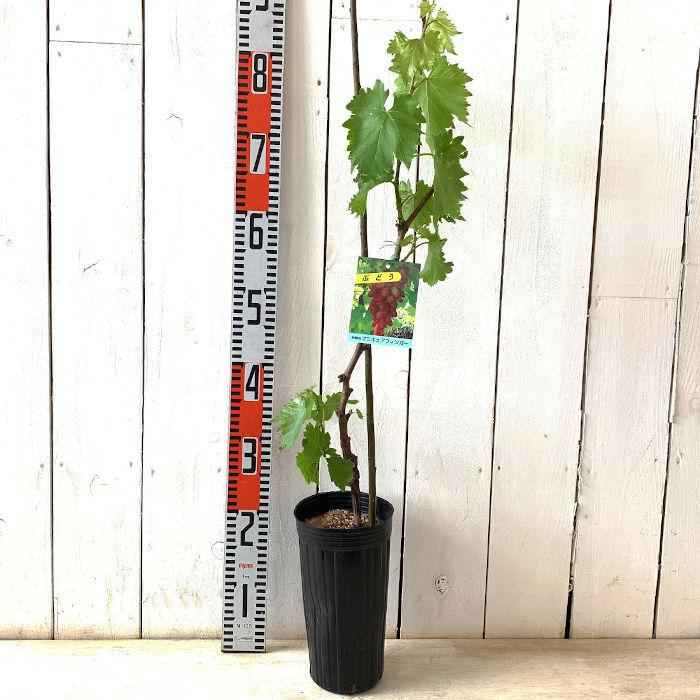 お得セット ぶどう 苗木 マニキュアフィンガー 接木苗 12cmロングポット苗 ブドウ 苗 葡萄 Rmladv Com Br