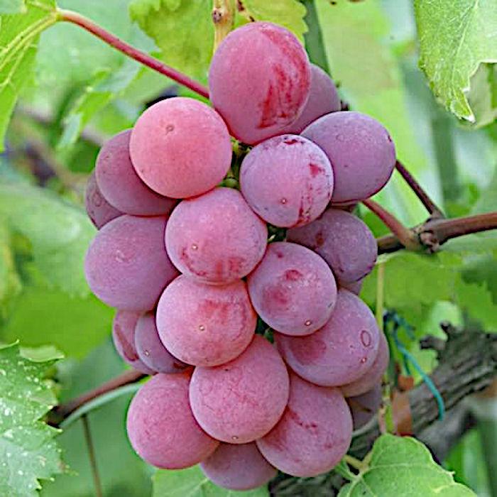 ぶどう 苗木 56％以上節約 竜宝 接木苗 ブドウ 苗 12cmロングポット苗 ずっと気になってた 葡萄