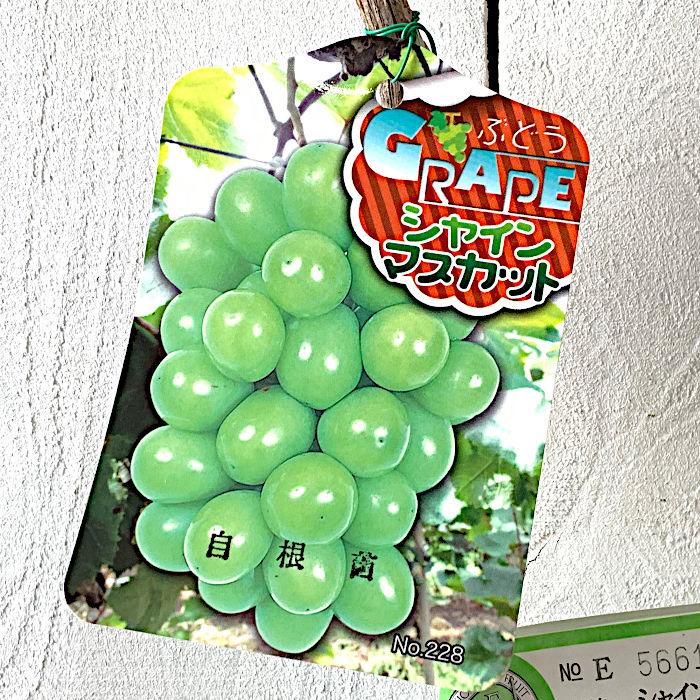 ぶどう 苗木 シャインマスカット Pvp 自根苗 12cmポット苗 ブドウ 苗 葡萄 Y Gpshinmsktt 苗通販店 ぐりーんべりぃ 通販 Yahoo ショッピング