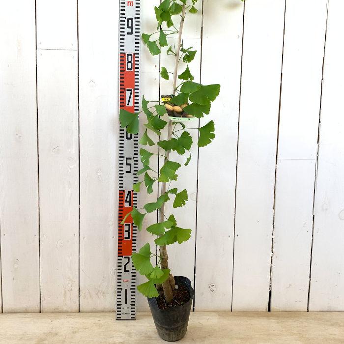 銀杏 苗木 久寿 13.5cmポット苗 きゅうじ いちょう 苗 イチョウ