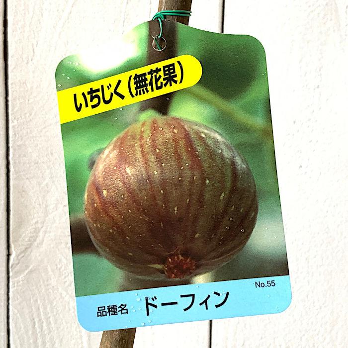 売り切れ必至 イチジク 苗木 ドーフィン 12cmポット苗 いちじく 苗 無花果