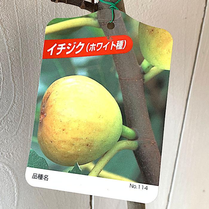 イチジク 苗木 ホワイトゼノアを生産所から直送 ギガランキングｊｐ