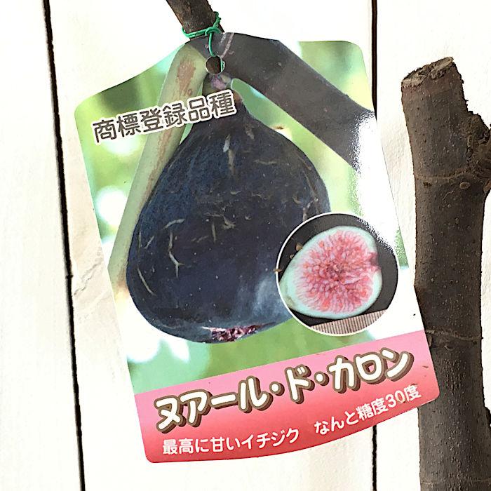 イチジク 苗木 ヌアールドカロン 15cmポット苗 ヌアール ド カロン いちじく 苗 無花果 Y Igkngr 苗通販店 ぐりーんべりぃ 通販 Yahoo ショッピング