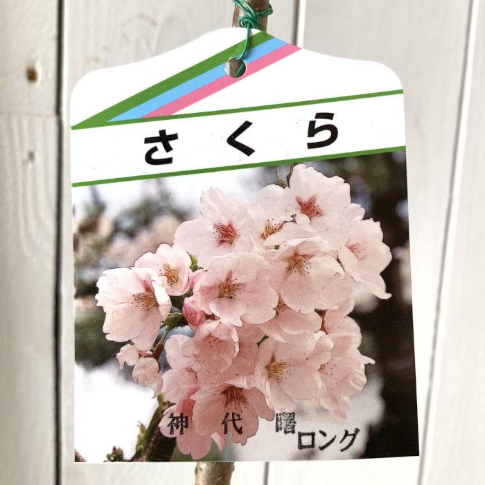 桜 苗木 神代曙 12cmロングポット苗 じんだいあけぼの さくら 苗