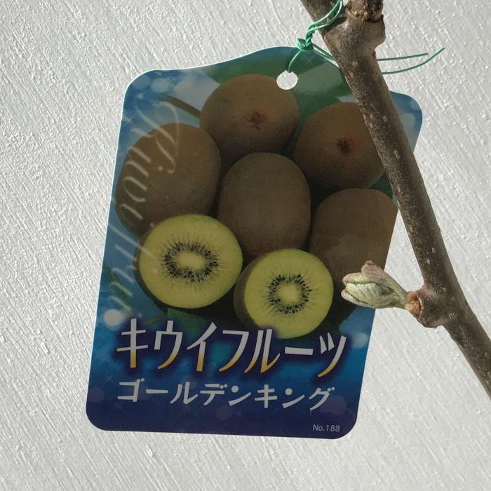 超熱 キウイフルーツ メス２株 ゴールデンキング 植物 観葉植物 インテリア 住まい 小物 Belvtor By