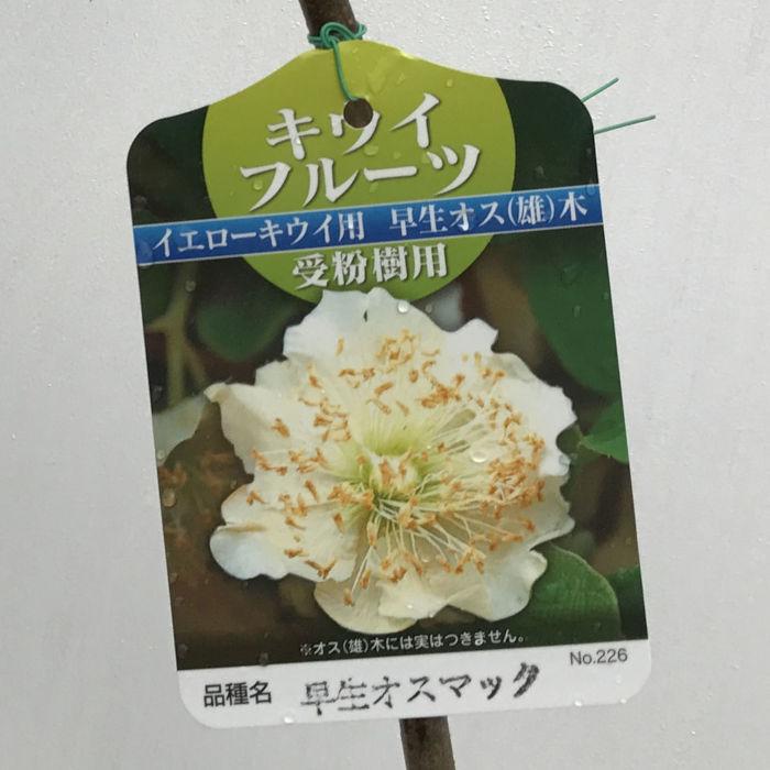 キウイ 苗木 マック (早生オス) 12cmポット苗 苗 キウイフルーツ : 苗