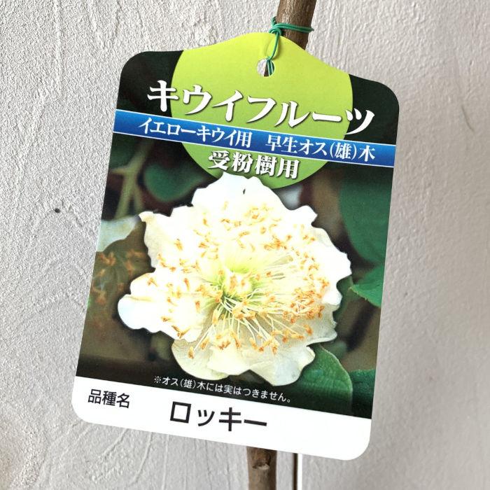 キウイフルーツ 苗木 ロッキー 大株 キウイ 苗木 ロッキー (早生オス) 12cmポット苗 苗 キウイフルーツ