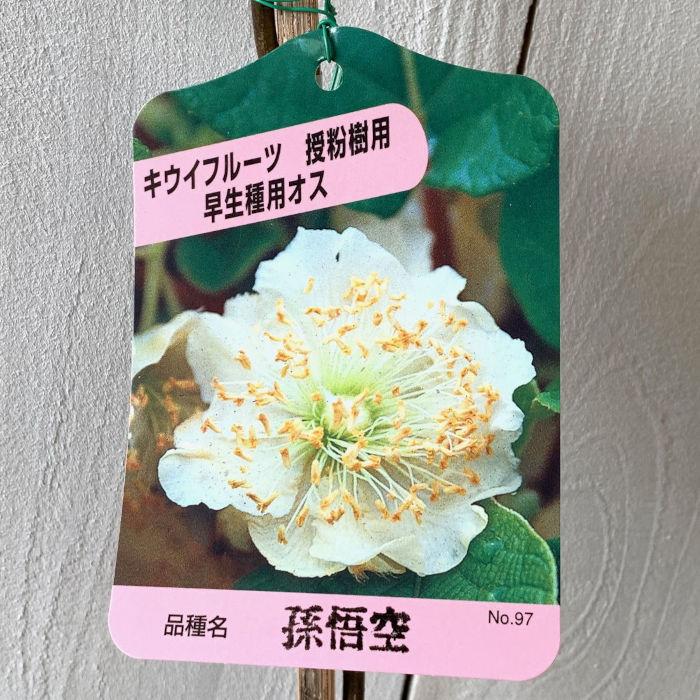 キウイ 苗木 孫悟空 (早生オス) 12cmポット苗 そんごくう 苗 キウイ