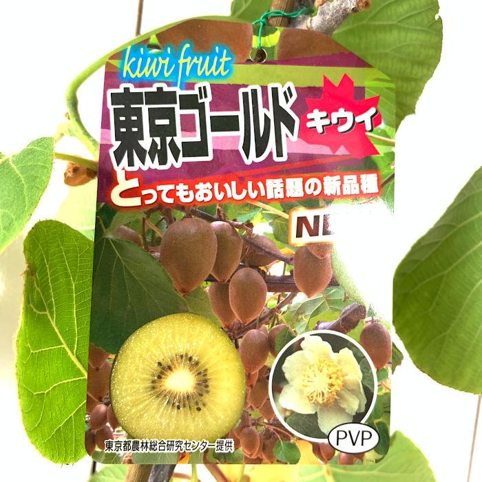 キウイ 苗木 東京ゴールド (黄実メス) (PVP) 15cmポット苗 苗 キウイ 苗木 東京ゴールド (黄実メス) (PVP) 15cmポット苗 苗