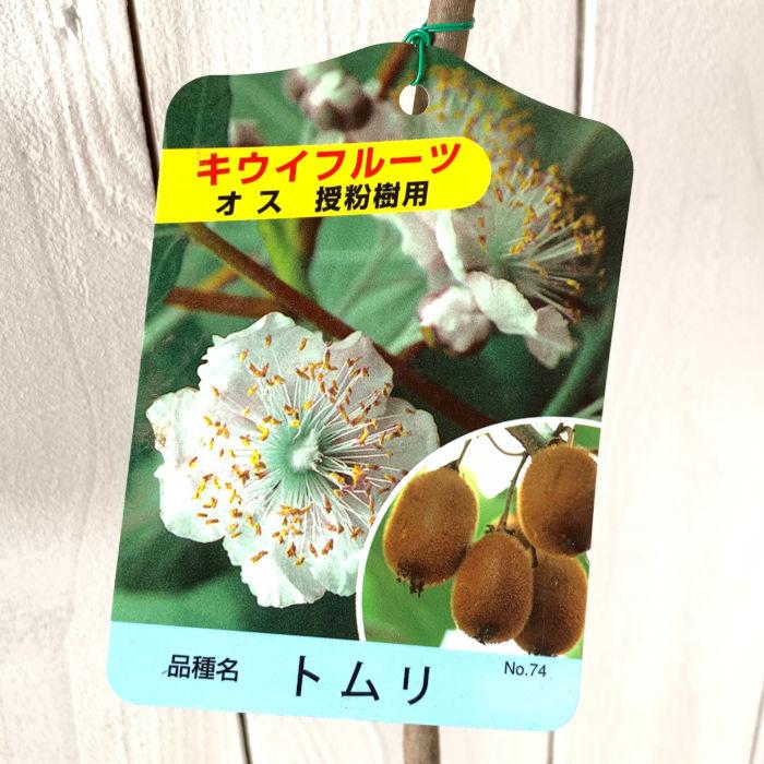 キウイ 苗木 トムリ (オス) 12cmポット苗 苗 キウイフルーツ : 苗通販