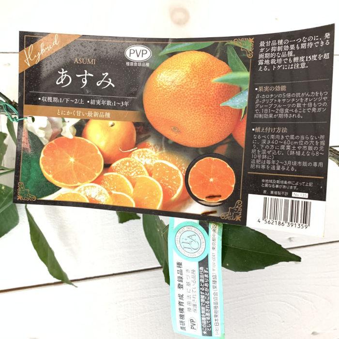 みかん苗木幻のみかん果樹苗木(…)花蕾、実が付きPVP7号鉢5/7現品限り みかん 苗木 あすみ (PVP) 15cmポット苗 ミカン 苗 蜜柑 登録品種 : 苗