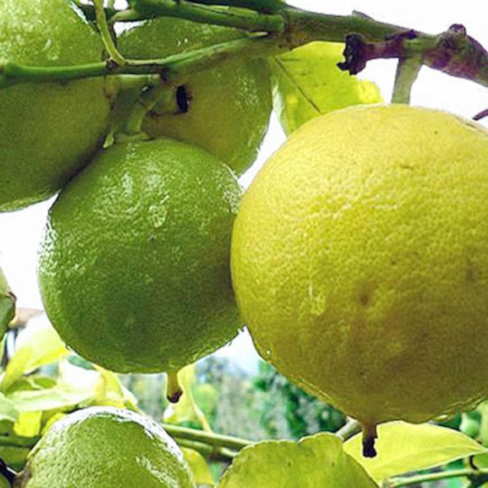 オレンジ 苗木 ベルガモット 15cmポット苗 ファンタスティコ 苗 : 苗