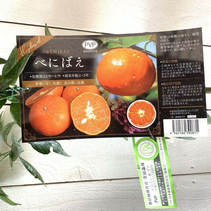 みかん 苗木 べにばえ (PVP) 15cmポット苗 ミカン 苗 蜜柑 登録