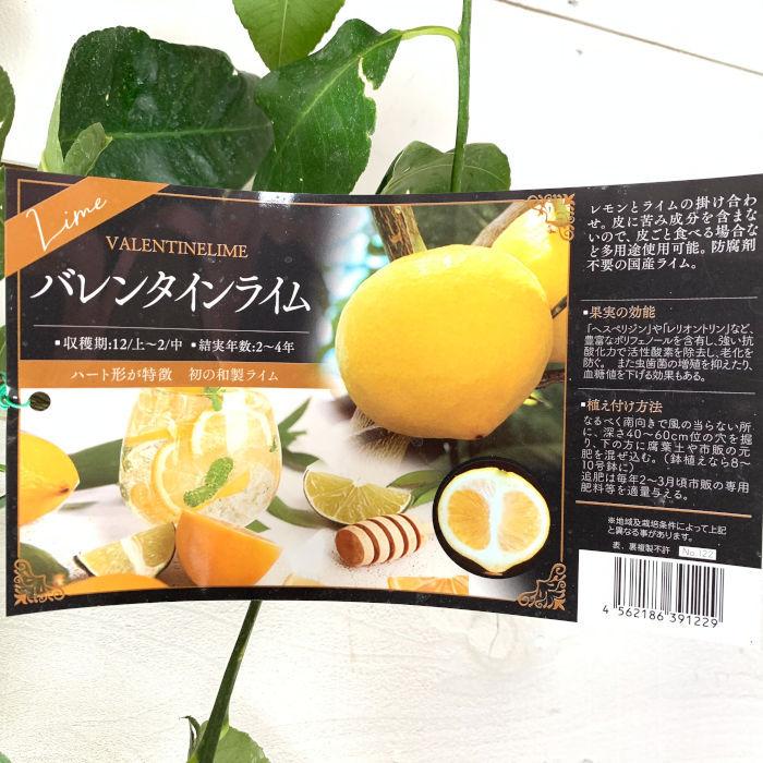 ライム 苗木 バレンタインライム 15cmポット苗 苗 : 苗通販店 ライム 苗木 バレンタインライム 15cmポット苗 苗 : 苗通販店