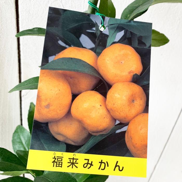 みかん 苗木 福来みかん 13.5cmポット苗 ふくれみかん ミカン 苗 蜜柑