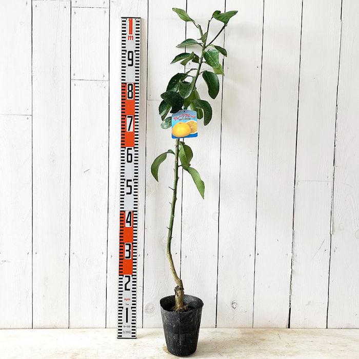 グレープフルーツ 苗木 マーシュ 13 5cmポット苗 グレープフルーツ 苗 Y Kkgrpfrt 苗通販店 ぐりーんべりぃ 通販 Yahoo ショッピング