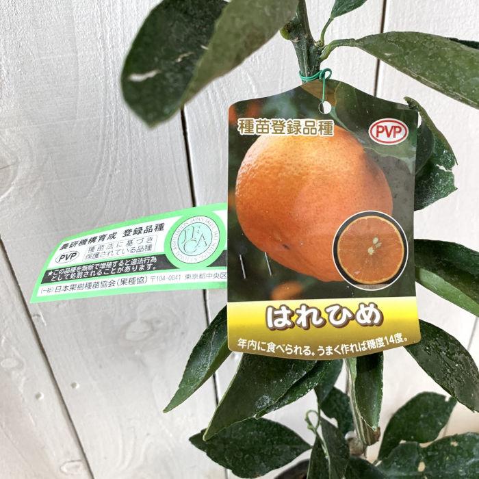 みかん 苗木 晴れ姫 15cmポット苗 はれひめ ミカン 苗 蜜柑 : 苗通販店