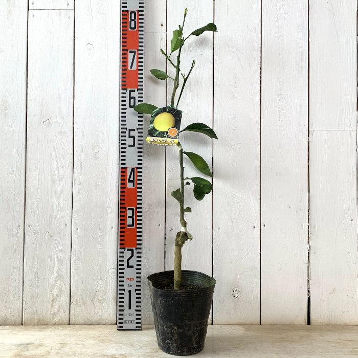 みかん 苗木 星タンゴール 15cmポット苗 ミカン 苗 蜜柑 : 苗通販店