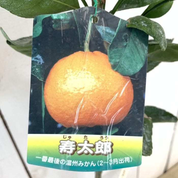 みかん 苗木 寿太郎 15cmポット苗 じゅたろう ミカン 苗 蜜柑 : 苗通販