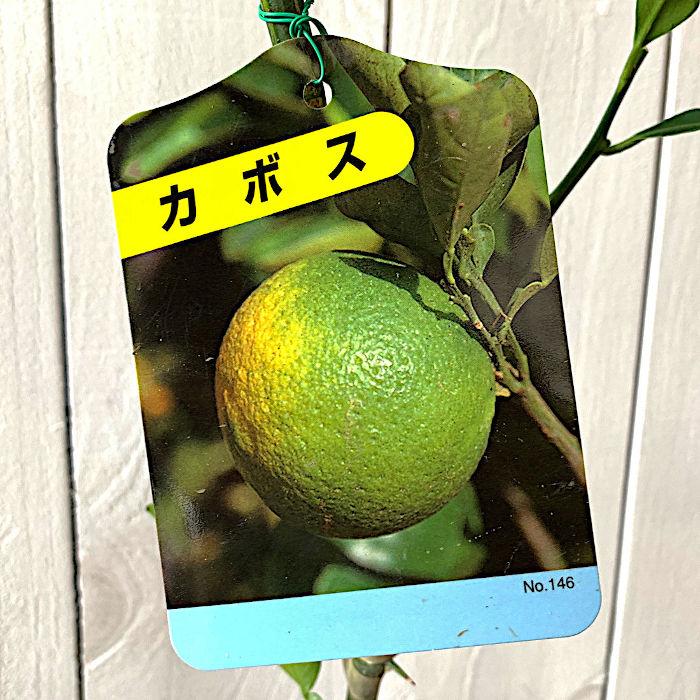 香酸柑橘 苗木 カボス 13.5cmポット苗 かぼす 苗 : 苗通販店