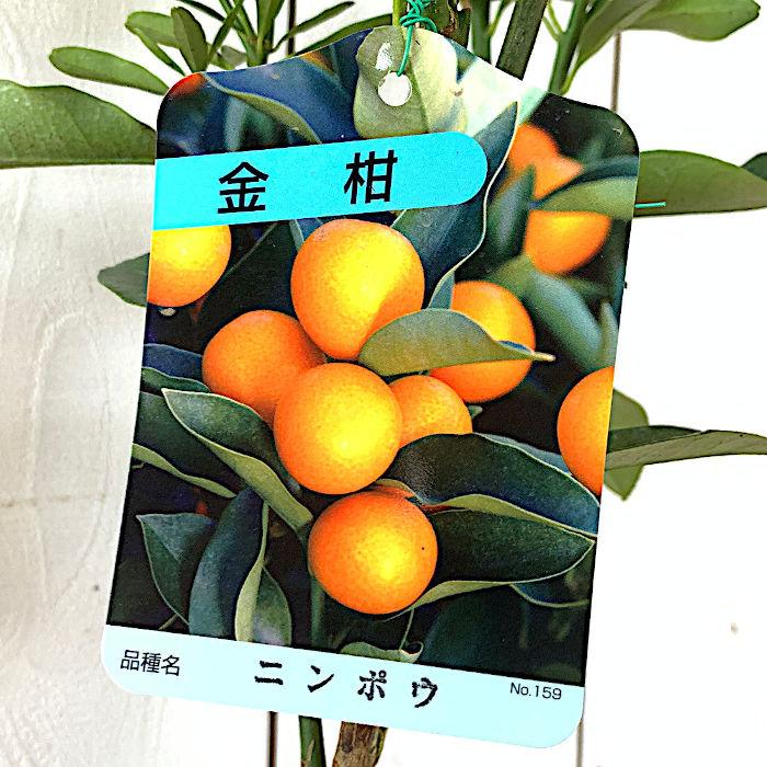 キンカン 苗木 寧波金柑 13.5cmポット苗 ニンポウキンカン きんかん 苗