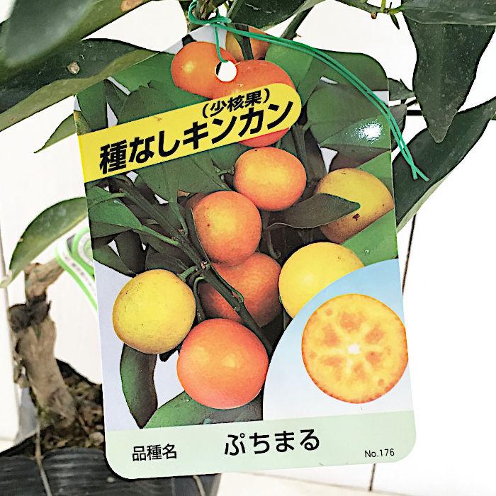 キンカン 苗木 ぷちまるキンカン (PVP) 13.5cmポット苗 きんかん 苗