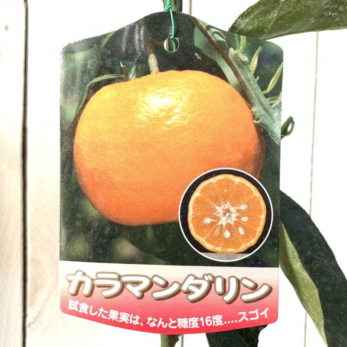 オレンジ 苗木 カラマンダリン 15cmポット苗 苗 : 苗通販店 ぐりーん