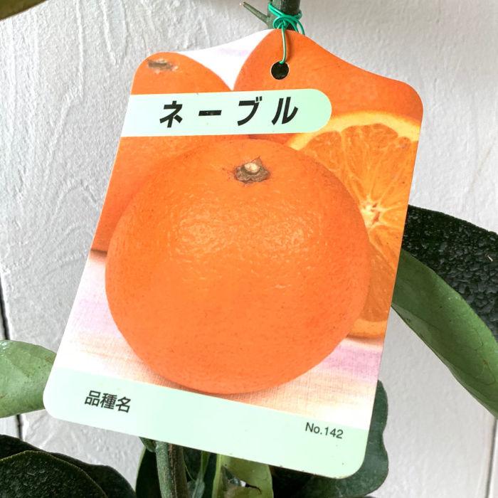 オレンジ 苗木 ネーブル 13.5cmポット苗 苗 : 苗通販店 ぐりーんべりぃ