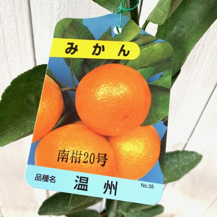 1万円値引き・200㎝開花用◇南米の至宝＝サンタカタリーナ。バナナ苗