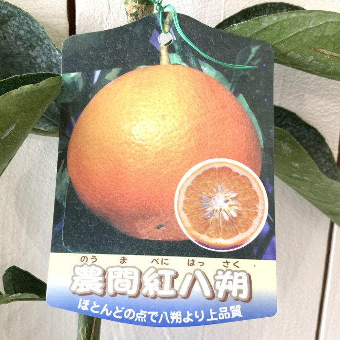 みかん 苗木 農間紅八朔 15cmポット苗 のうまべにはっさく ミカン 苗