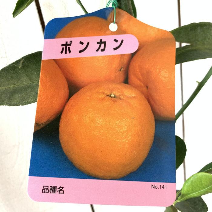 みかん 苗木 ポンカン 13.5cmポット苗 ミカン 苗 蜜柑 : 苗通販店