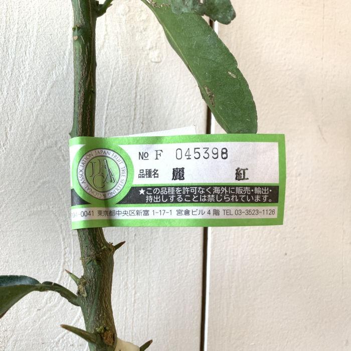 オレンジ 苗木 麗紅 Pvp 13 5cmポット苗 れいこう オレンジ 苗 Y Kkriku 苗通販店 ぐりーんべりぃ 通販 Yahoo ショッピング