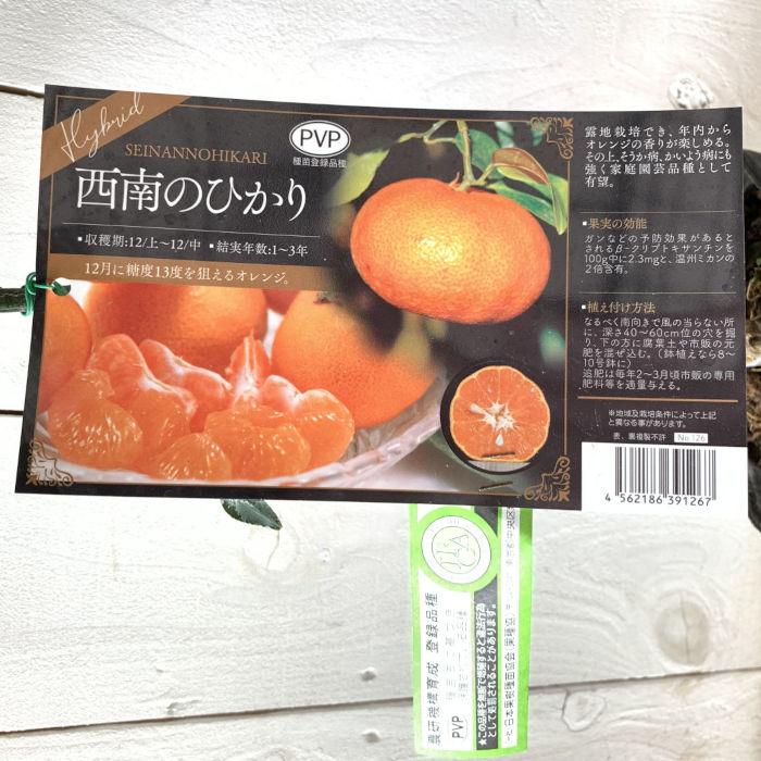 みかん 苗木 西南のひかり (PVP) 15cmポット苗 ミカン 苗 蜜柑 登録