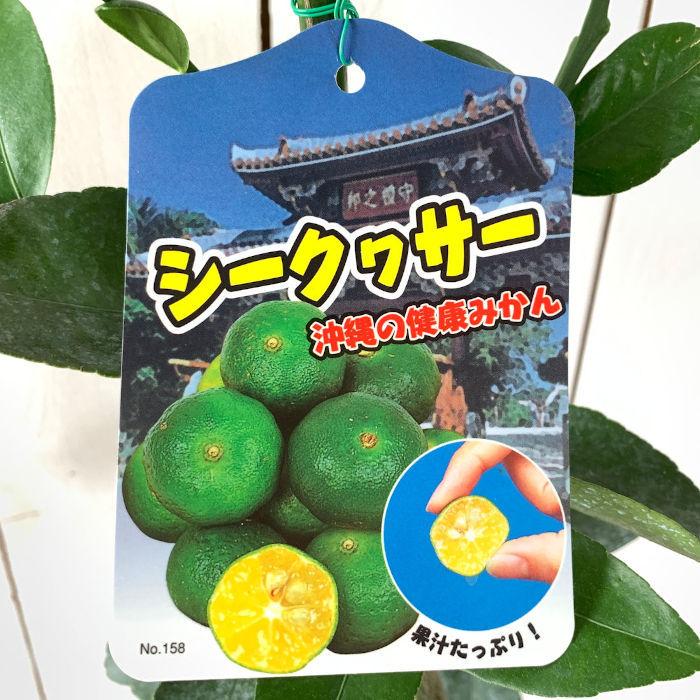 香酸柑橘 苗木 シークワーサー 13.5cmポット苗 苗 : 苗通販店 ぐりーん