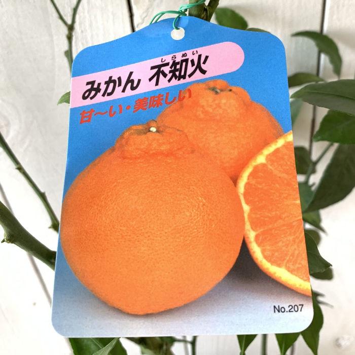 みかん 苗木 不知火 13.5cmポット苗 しらぬい ミカン 苗 蜜柑 : 苗通販