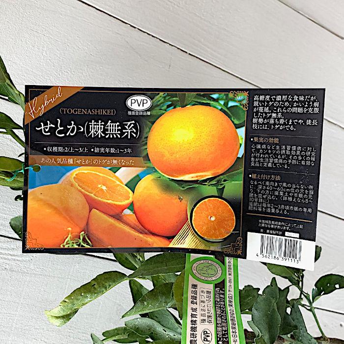 みかん 苗木 せとか (とげなし) (PVP) 15cmポット苗 ミカン 苗 みかん 苗木 せとか (とげなし) (PVP) 15cmポット苗 ミカン 苗