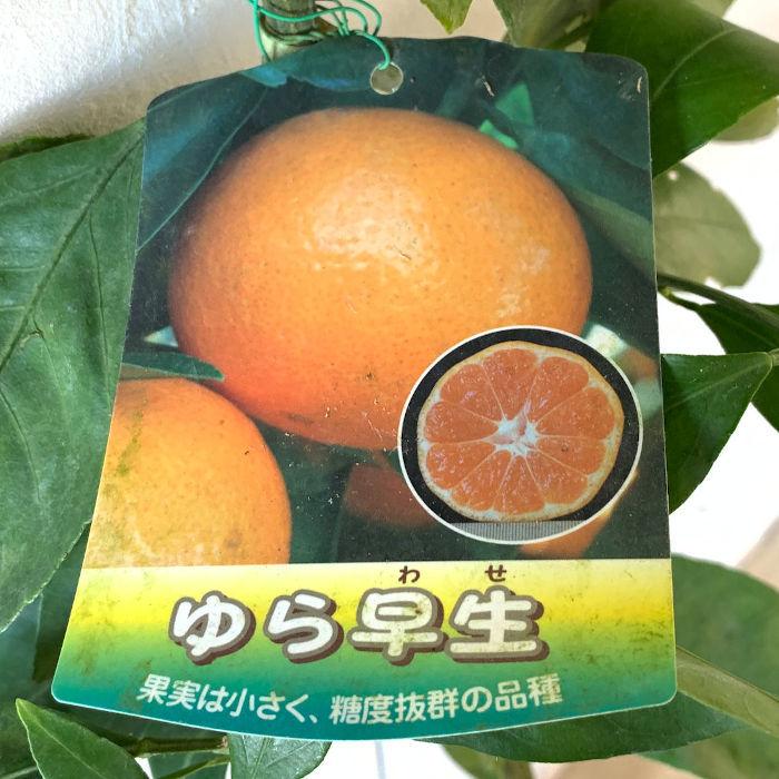 みかん 苗木 ゆら早生 13.5cmポット苗 ミカン 苗 蜜柑 : 苗通販店