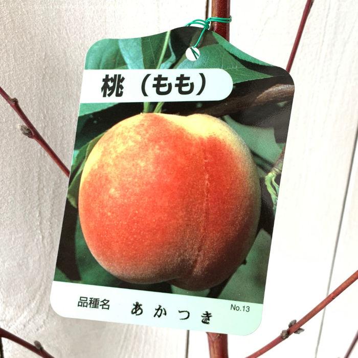 桃 苗木 あかつき 12cmポット苗 もも 苗 モモ : 苗通販店 ぐりーんべり