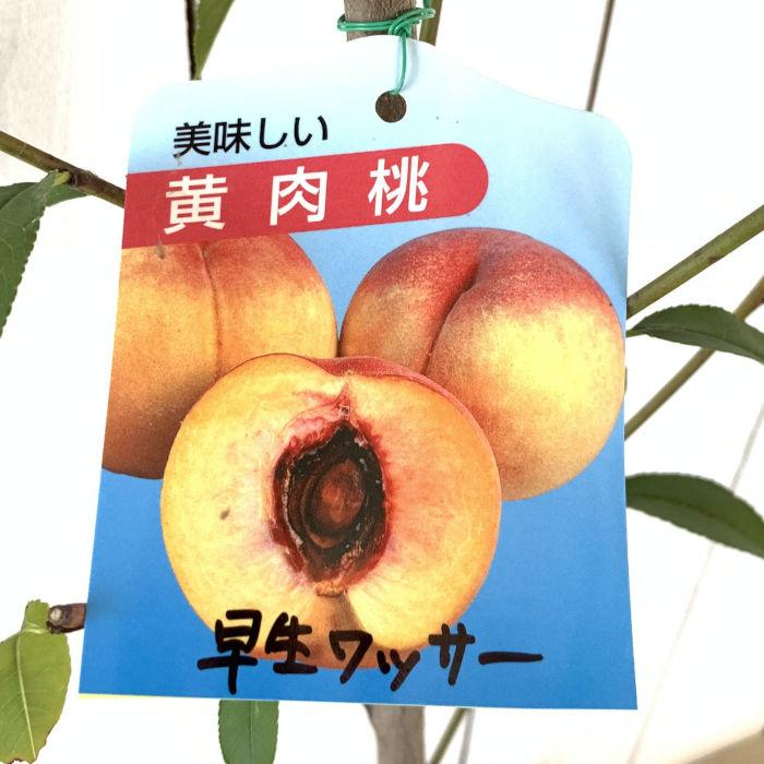 桃苗木　4本セット　4種類 桃・ネクタリンの苗木一覧 果樹苗専門店の通販 苗木部 By 花ひろば