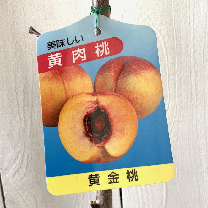 桃 苗木 黄金桃 12cmポット苗 おうごんとう もも 苗 モモ : 苗通販店