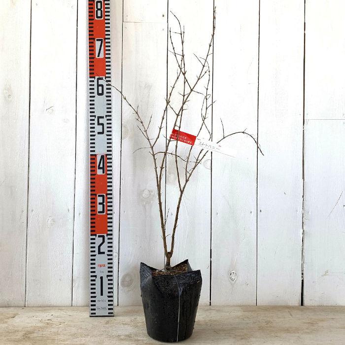 ザクロ 苗木 スイートハニー 15cmポット苗 ざくろ 苗 柘榴 石榴 Y Mwtnsakdnz 苗通販店 ぐりーんべりぃ 通販 Yahoo ショッピング