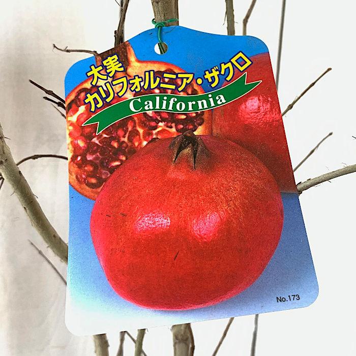 ザクロ 苗木 カリフォルニアザクロ 15cmポット苗 ざくろ 苗 柘榴 石榴 Sonicacts Com