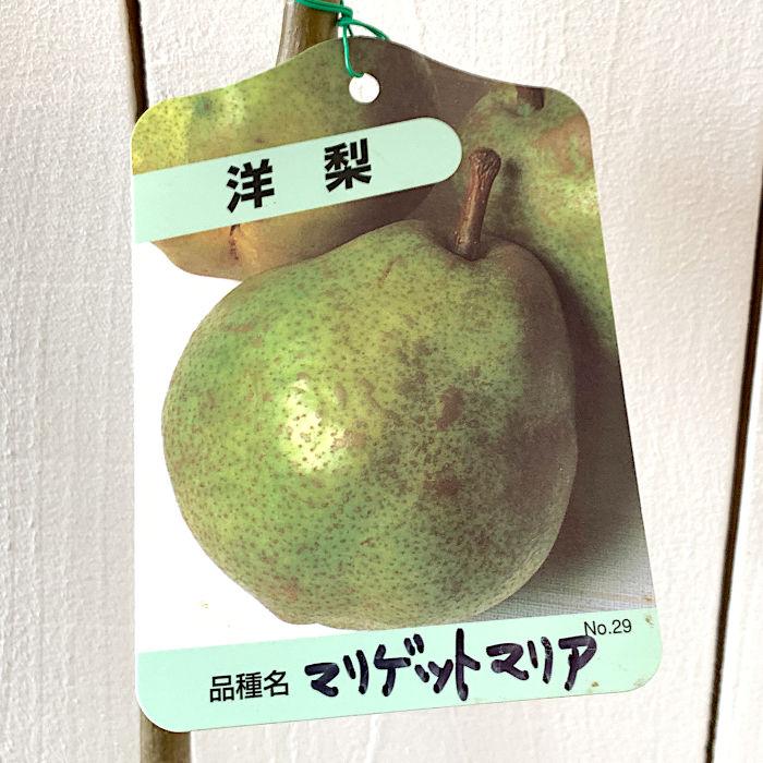 洋梨 苗木 オーロラ 12cmポット苗 梨 なし ナシ 苗 洋なし 洋ナシ Ac5us3vo1z Godawaripowerispat Com