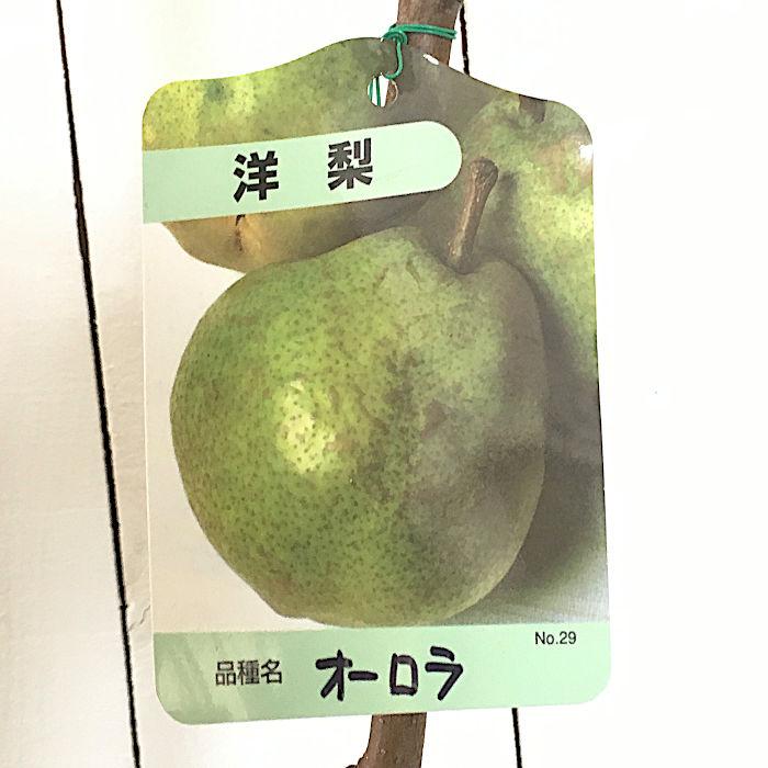 洋梨 苗木 オーロラ 12cmポット苗 梨 なし ナシ 苗 洋なし 洋ナシ Ac5us3vo1z Godawaripowerispat Com