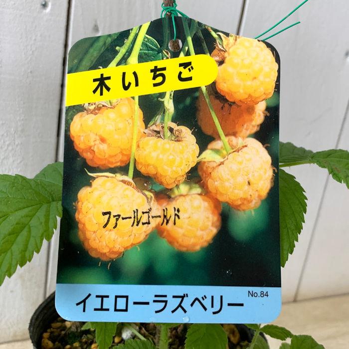 ラズベリー 苗木 ファールゴールド 12cmポット苗 苗 : 苗通販店