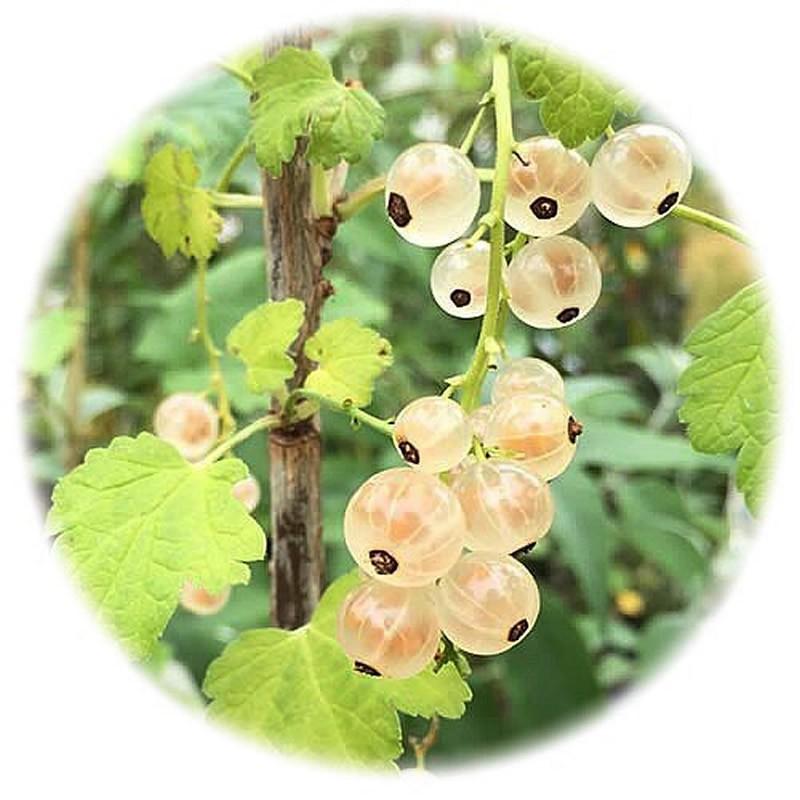 ホワイトカーラント 苗木 12cmポット苗 シロフサスグリ 苗 白フサスグリ ホワイトカラント Y Rtmwct 苗通販店 ぐりーんべりぃ 通販 Yahoo ショッピング