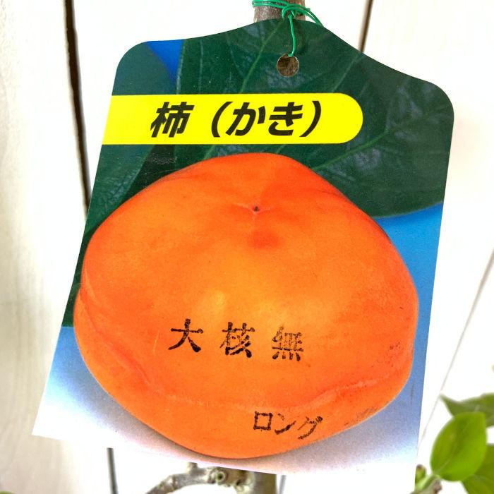 渋柿 苗木 大核無 12cmロングポット苗 おおたねなし 柿 カキ 苗 かき