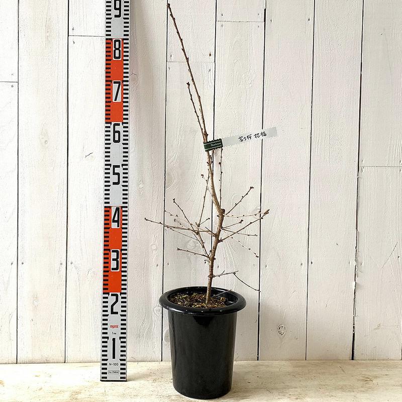 桜 苗木 招福桜 16 5cmプラ鉢 しょうふくざくら さくら 苗 サクラ Y Shfk 苗通販店 ぐりーんべりぃ 通販 Yahoo ショッピング