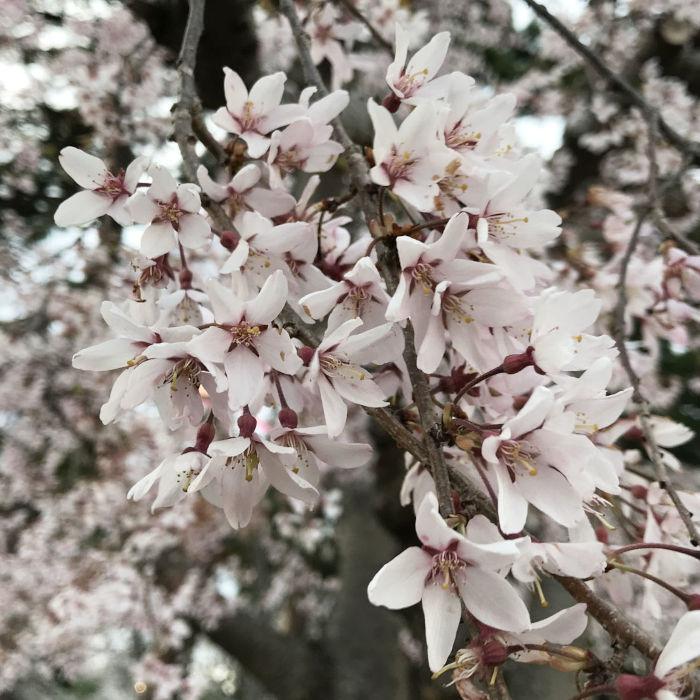桜 苗木 紅枝垂 12cmロングポット苗 べにしだれ さくら 苗 サクラ : 苗