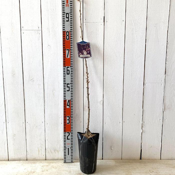 桜 苗木 御殿場桜 12cmロングポット苗 ごてんばざくら さくら 苗 サクラ Y Skrgtnb 苗通販店 ぐりーんべりぃ 通販 Yahoo ショッピング